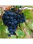 Tüplü Aşılı Black Magic Üzüm Fidanı 1