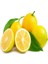 Tüplü Aşılı Bodur Verimli Yediveren Limon Fidanı 1