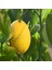Tüplü Aşılı Saksılık Yarı Bodur Mayer Limon Fidanı 1