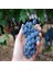 Tüplü Aşılı Şaraplık Merlot Üzüm Fidanı 1