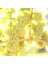 Tüplü Aşılı Şaraplık Sauvignon Blanc Üzüm Fidanı 1