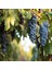 Tüplü Aşılı Şaraplık Syrah Şiraz Üzüm Fidanı 1