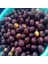 Tüplü Önemli Çeşit Manzalina Zeytin Fidanı 1