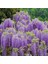 Tüplü Wisteria Sinensis Mor Salkım Fidanı 1