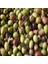 Tüplü Yeşil Kırmalık Ayvalık Zeytin Fidanı 1