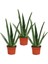 Aloe Vera Bitkisi 3'lü Ekonomik Paket 1