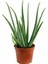 Aloe Vera Bitkisi 3'lü Ekonomik Paket 2