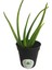 Aloe Vera Fidan 20-30 cm 1