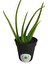 Aloe Vera Fidan 30-40 cm Saksılı 1