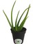 Aloe Vera Fidan 15-20 cm Saksılı 1