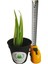 Aloe Vera Fidan 15-20 cm Saksılı 2