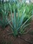 Aloe Vera Barbadensis Miller Fidan 40-50 cm 3