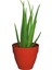 Aloe Vera Fidan 50-60 cm 1