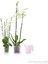 Vanda 18 (Tabaklı Orkide Saksı) 1