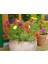 Portulaca Çiçeği Tohumu 5 Tohum Çiçek Tohumu 4