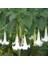 Beyaz Angel Trumpet Tohumu Ekim Seti 3 Tohum Meleklerin Borozanı Çiçeği Tohumu Saksı Toprak Kombin 2
