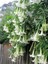 Beyaz Angel Trumpet Tohumu Ekim Seti 3 Tohum Meleklerin Borozanı Çiçeği Tohumu Saksı Toprak Kombin 4