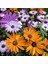 Afrika Papatyası Çiçek Tohumu 2 – Rudbeckia (~ Takribi 50 Tohum) 1