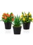 3’lü Set Siyah Mini Plastik Saksıda Yapay Mandalina, Aloe Vera ve Limon Çiçeği 1