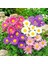 Karışık Aster Çiçeği Tohumu-50 Tohum 1