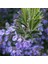Rosmarin Officinalis Kokulu Biberiye Fidesi-2 Adet 1