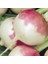 Şalgam Turpu Tohumu – 500 g 1
