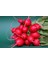 Turp Tohumu Fındık Cherry Belle – 1 KG 1