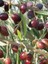 3 Adet Zeytin Fidanı Koroneiki Bodur Tüplü 2 Yaşında 1 m 1
