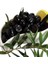 10'lu Gemlik Trilye Zeytin Fidanı Tüplü 2 Yaş 1,5 m 2