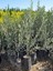 2'li Domat Zeytin Fidanı Tüplü 2 Yaş 1,5 m 2
