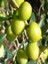 3 Adet Halhalı Zeytin Fidanı Tüplü Yaş 1-2 Boy 60-80 cm 1