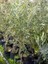 5'li Zeytin Fidanı Çok Iri Meyveli Kalamata Eşek Tüplü 60 cm 1 Yaş 2