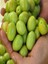 1'li Domat Zeytin Fidanı Tüplü 2 Yaş 1,5 m 3