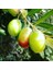 Fidanistanbul Zeytin Fidanı Saksıda 1
