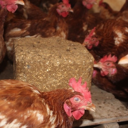 Royal Ilac Avian Peckstone Tavuk Gagalama Tasi 10 Kg Fiyati Royal Ilac Avian Peckstone Tavuk Gagalama Tasi 10 Kg Fiyati