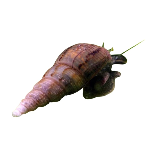 Canlı Petshop Malezya Borazan Salyangozu 10 Adet