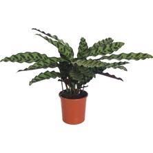 Greenifolia Calathea Lancifolia