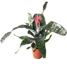 Betonish - Aechmea Fasciata (Kupa Çiçeği)