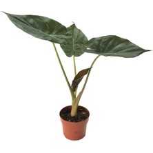 Betonish Alocasia Wentii (Fil Kulağı)