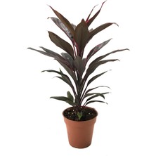 Betonish - Cordyline 'Rumba' (Kordilin Çiçeği)