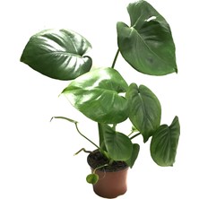Betonish Monstera Deliciosa (Deve Tabanı)