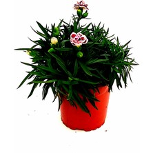 Fidanova Karanfil 17 Lik Saksıda 15- 20 cm Boyunda Bordo Kırçıl