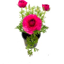 Fidanova Şakayık, Erengül 20-30 cm Boyunda Mürdüm Ton