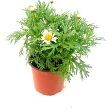 Fidanova Papatya Dış Mekan Çiçekli Bitki Beyaz Renk