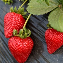 Ucuzluk Diyarı 200'LÜ Camarosa Çilek Fidesi Açık Kök Taze Söküm ve Frigo