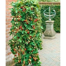 Ucuzluk Diyarı 300'LÜ Tırmanan Çilek Fidesi Açık Kök Taze Söküm ve Frigo