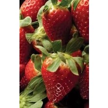 Ucuzluk Diyarı 10'lu Fern Çilek Fidesi Açık Kök Taze Söküm ve Frigo