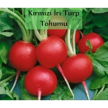 Zencefil Organik Kırmızı Turp Tohumu 1 Paket (10GR=1000+ Adet) Kırmızı Iri Turp Tohumu Erkenci Ege