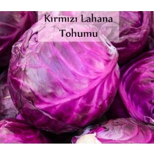 Zencefil Organik Kırmızı Lahana Tohumu 1 Paket (10GR=2000+ Adet) Kırmızı Lahana Mohrenkohf Tohumu