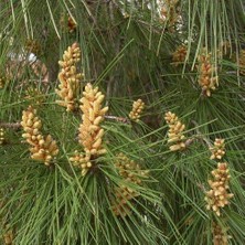 Tunç Botanik Fıstık Çamı Tohumu 200 gr 260 Adet